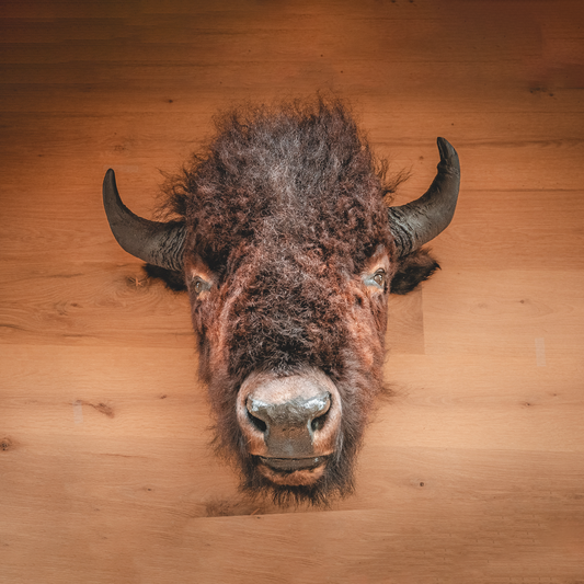 American Bison Taxidermy Head Mount