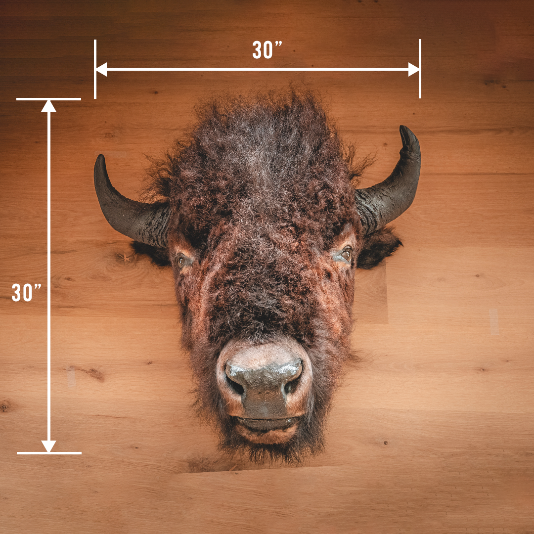 American Bison Taxidermy Head Mount