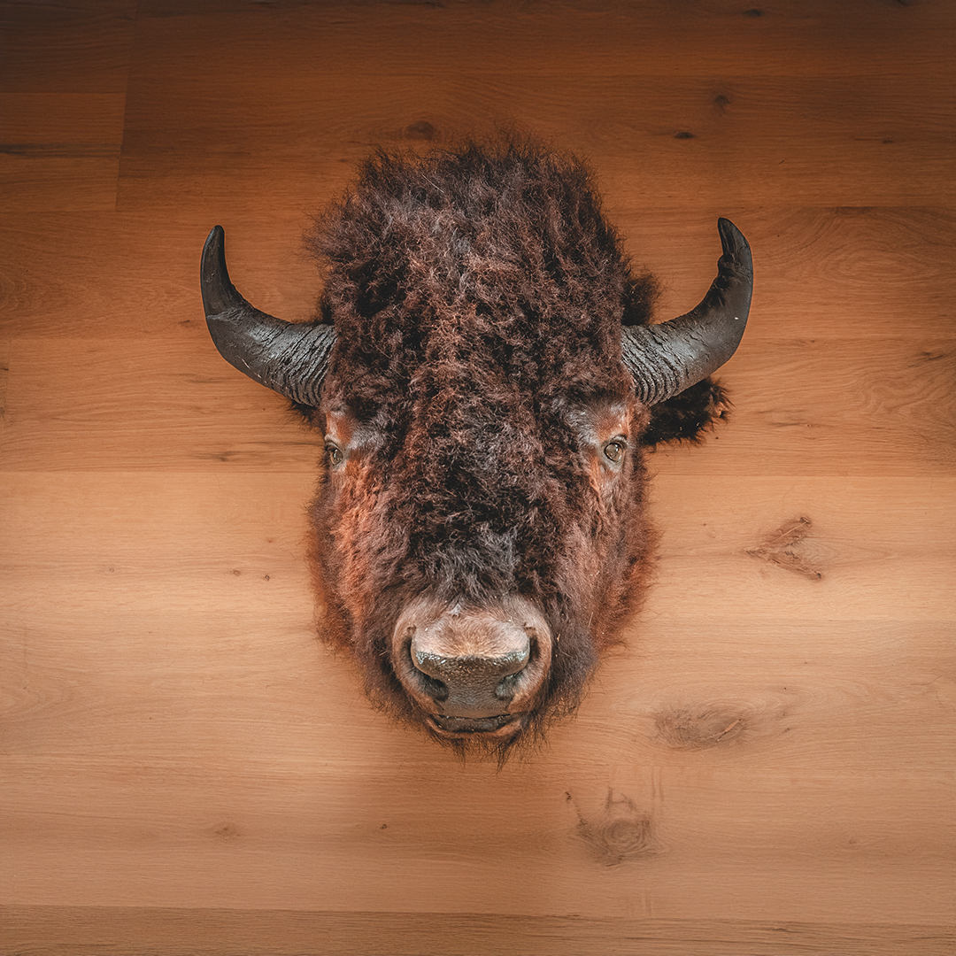 American Bison Taxidermy Head Mount