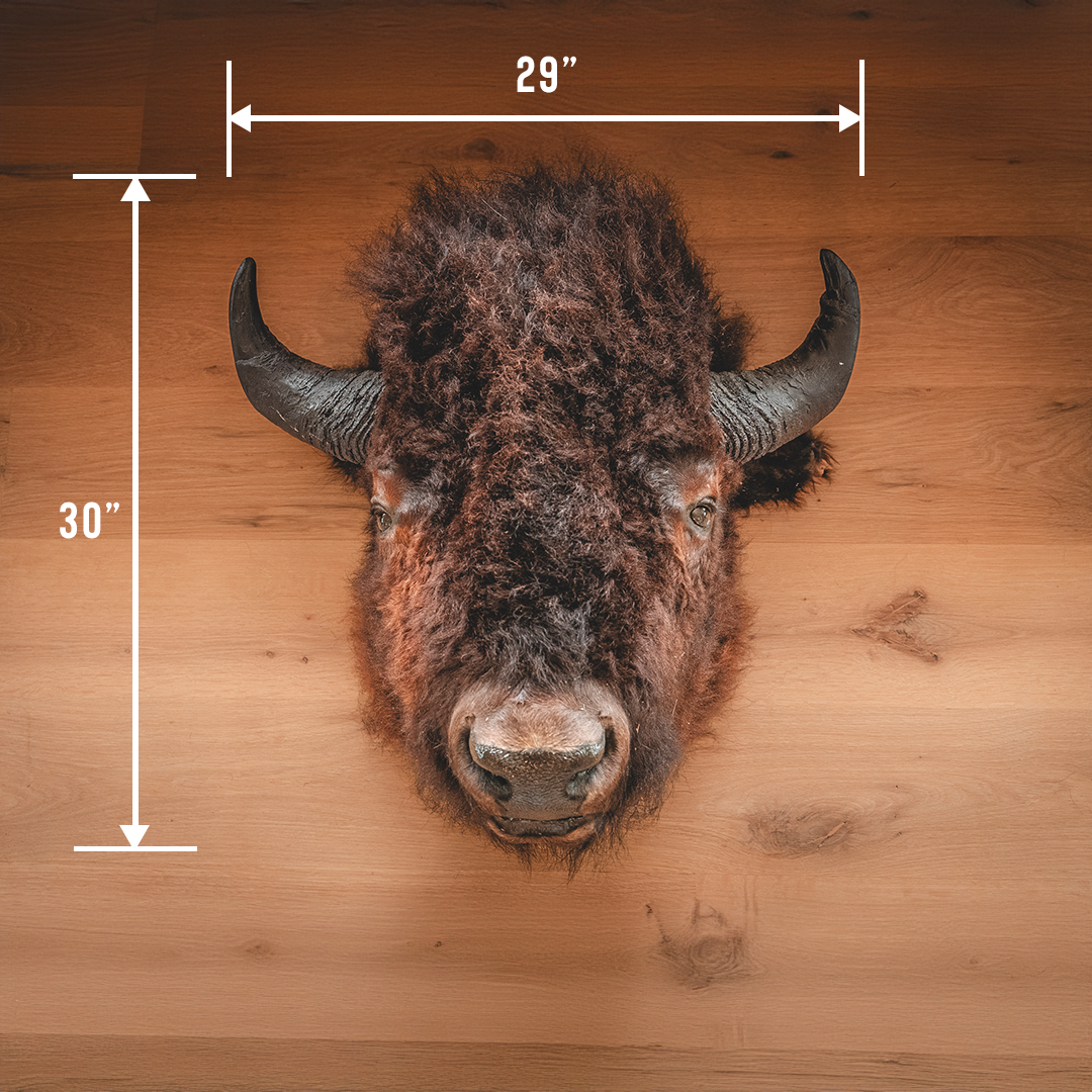 American Bison Taxidermy Head Mount