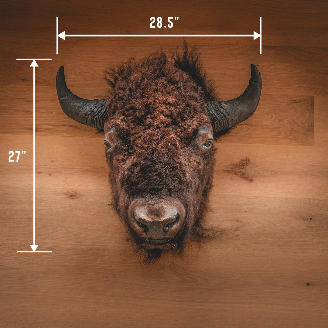 American Bison Taxidermy Head Mount