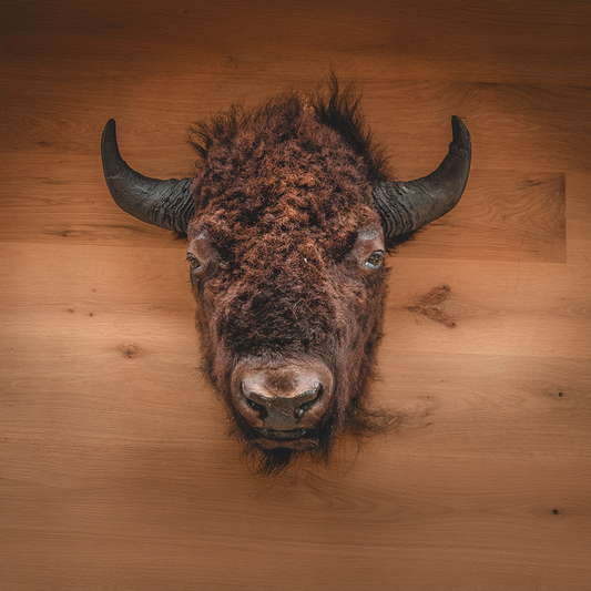 American Bison Taxidermy Head Mount