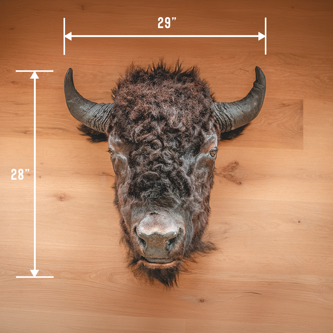 American Bison Taxidermy Head Mount