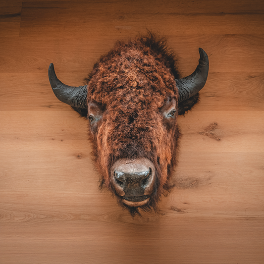 American Bison Taxidermy Head Mount