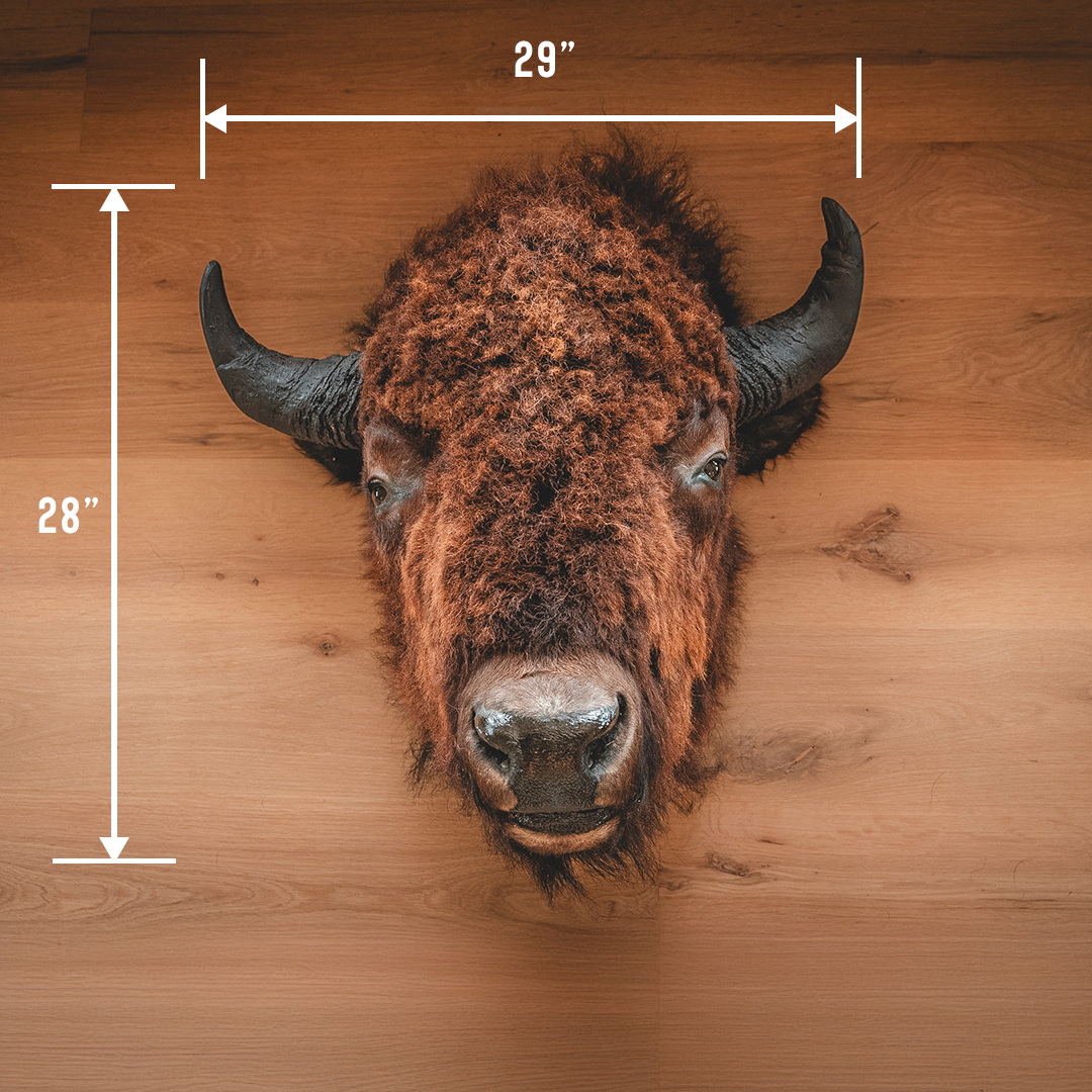 American Bison Taxidermy Head Mount