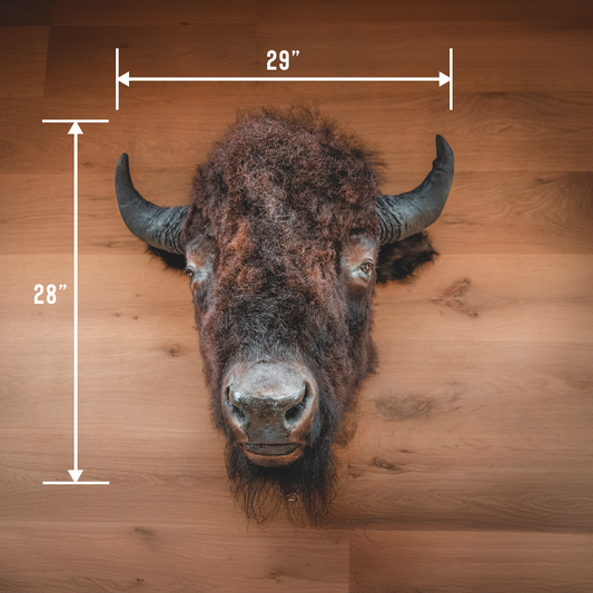 American Bison Taxidermy Head Mount