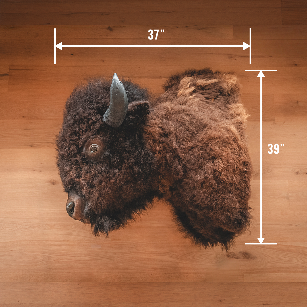 American Bison Taxidermy Shoulder Mount