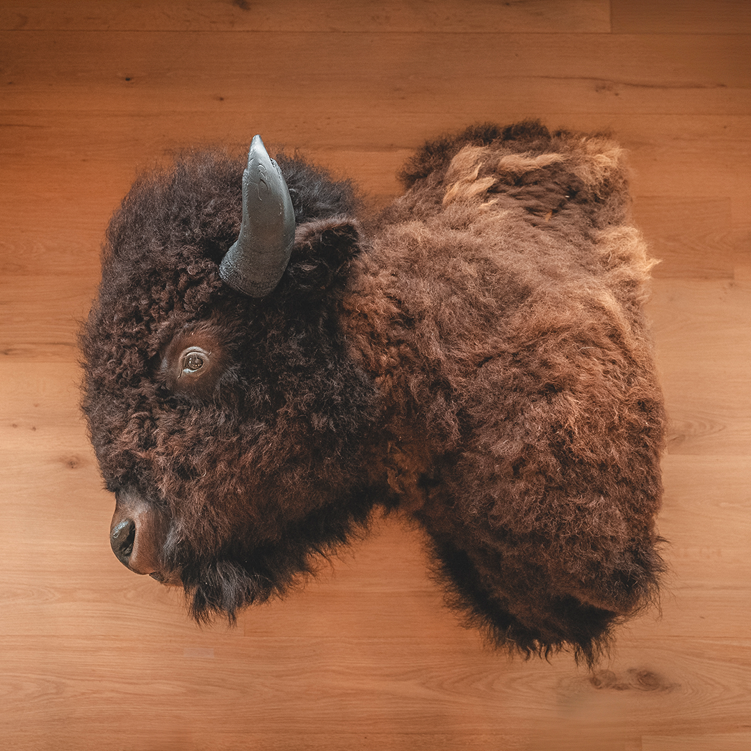 American Bison Taxidermy Shoulder Mount