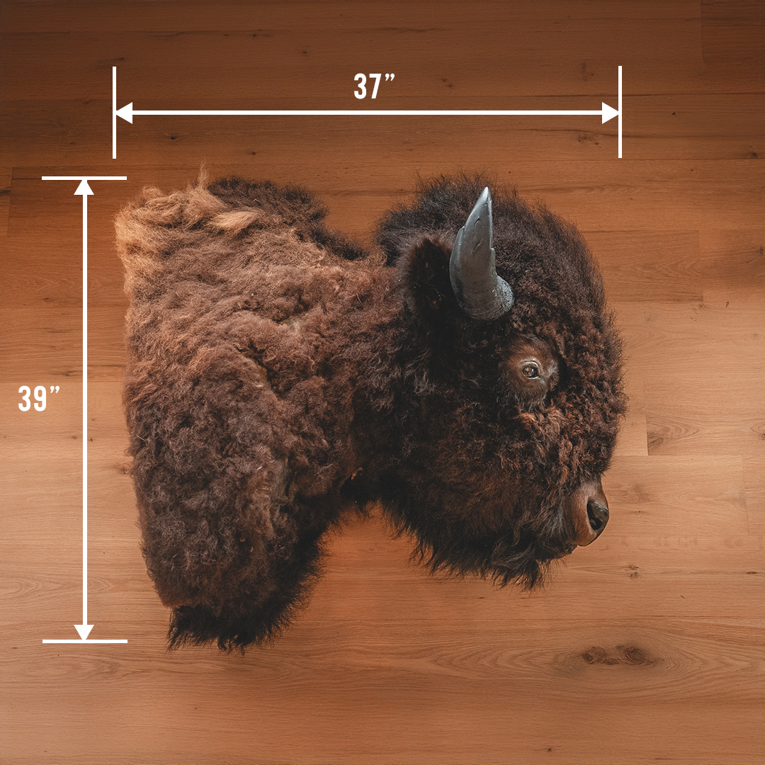 American Bison Taxidermy Shoulder Mount