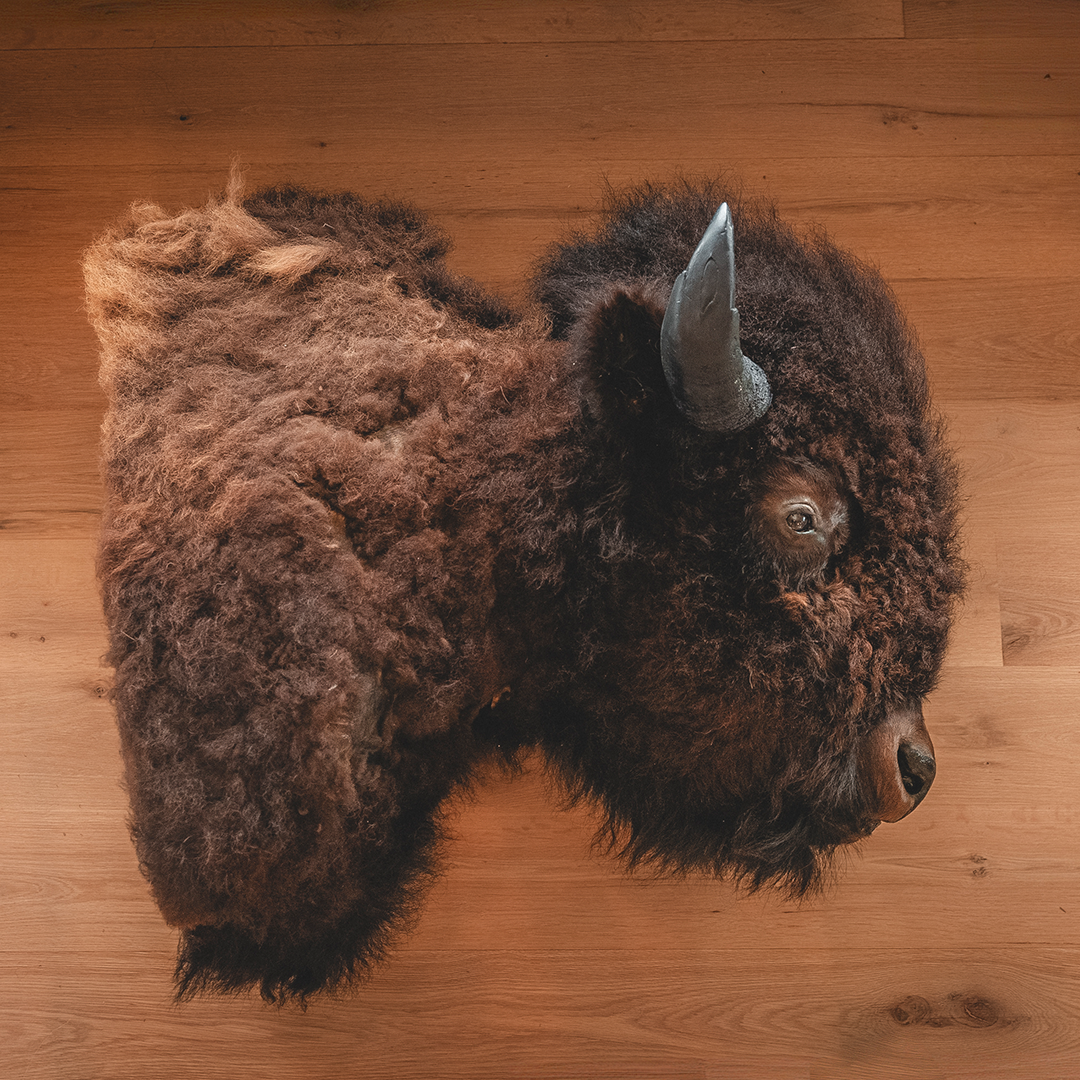 American Bison Taxidermy Shoulder Mount