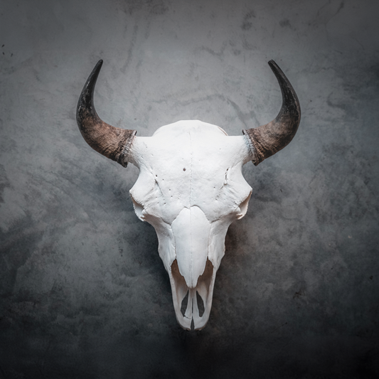 Bison Skull Taxidermy Mount