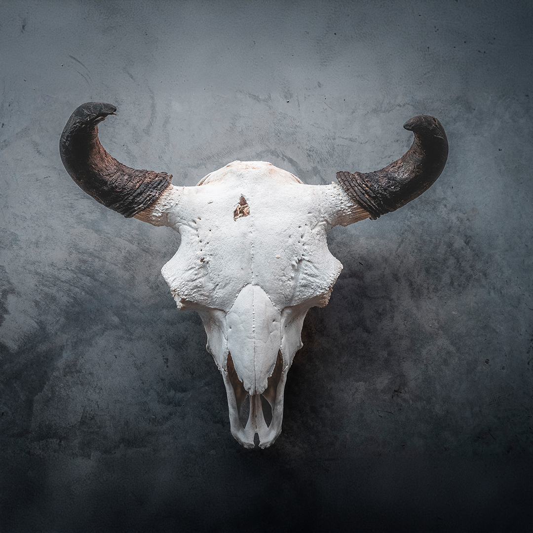 Bison Skull Taxidermy Mount