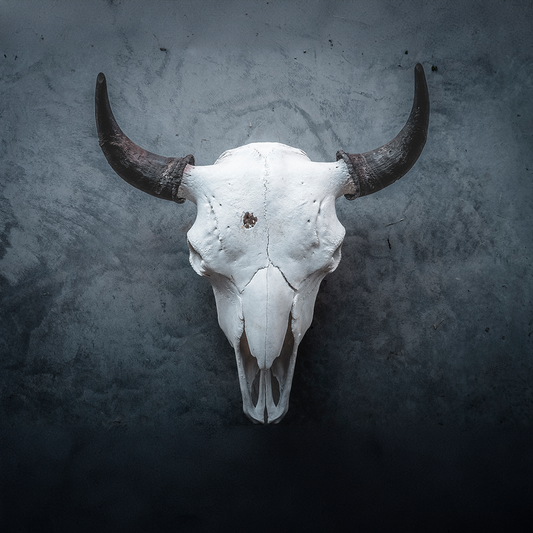 Bison Skull Taxidermy Mount