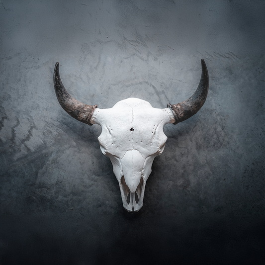 Bison Skull Taxidermy Mount